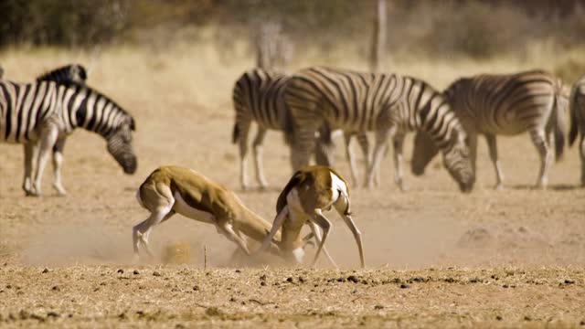 !Deer!Deer Video!Animal Video