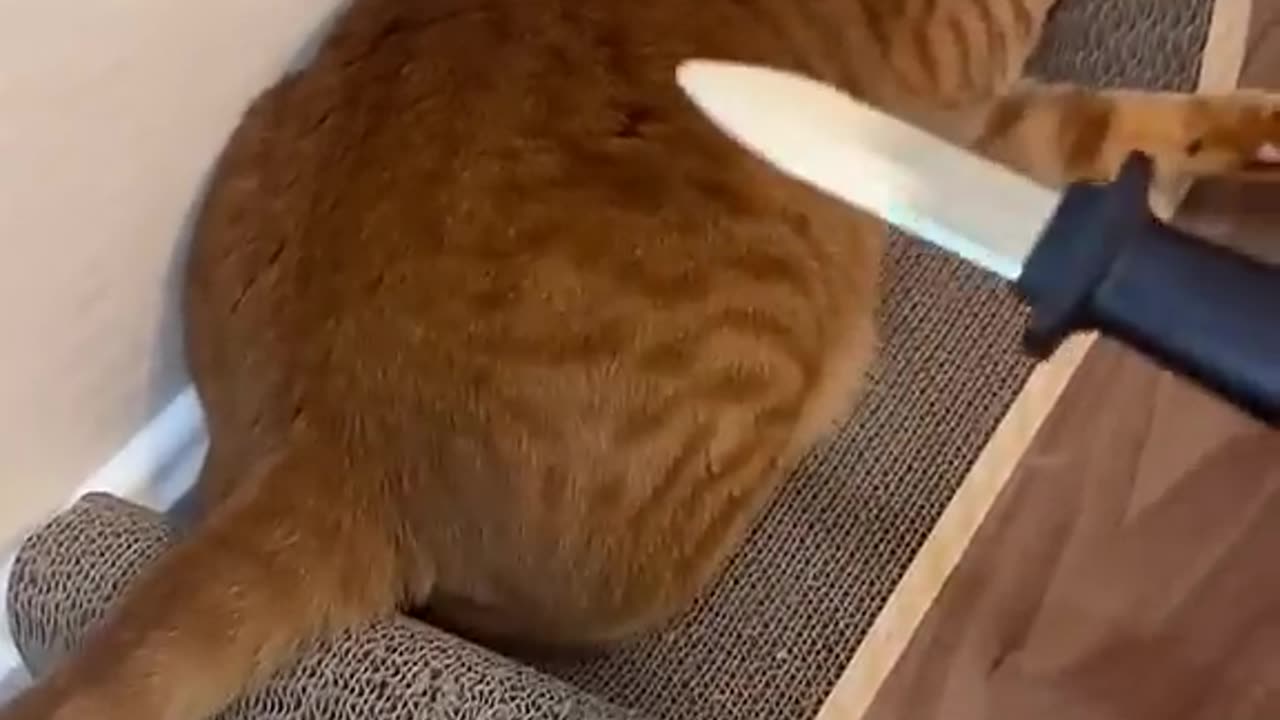 Don't touch my Butt - Cat Funny videos