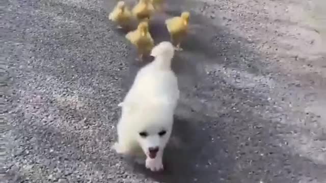 Pupies are chick's best friend