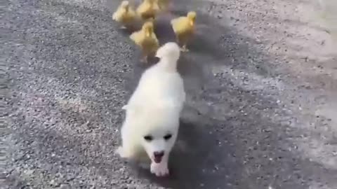 Pupies are chick's best friend