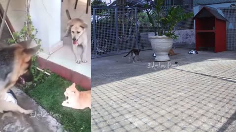 funny dog and cats video