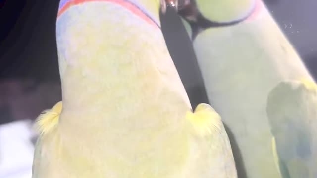 Crazy adorable parrot kissing his reflection in mirror. So funny !