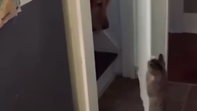 Cat opens the door for dog