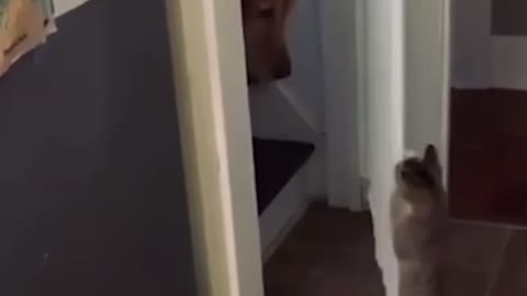 Cat opens the door for dog