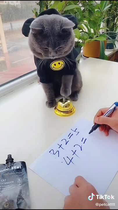 Funny black cat doing maths | funny cats | Pets Always