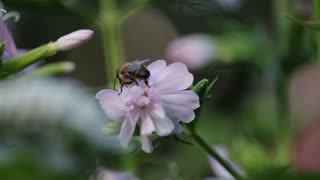 Honey Bee on Soapwort Flowers