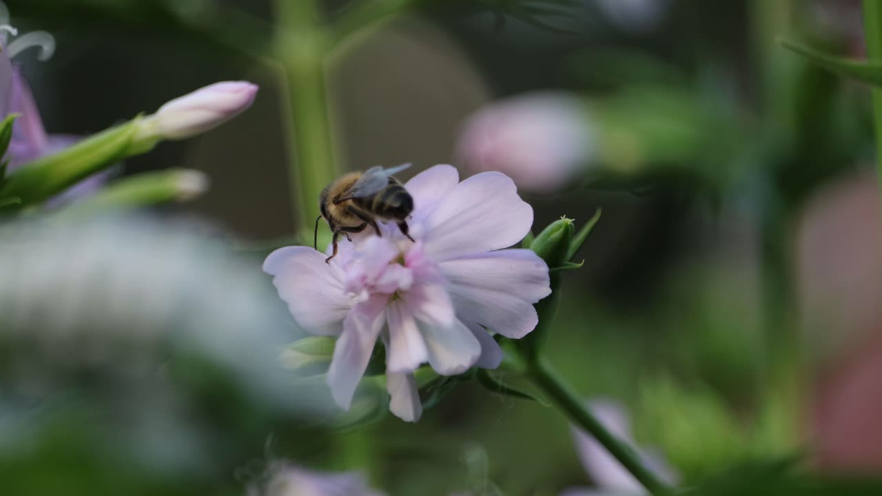 Honey Bee on Soapwort Flowers