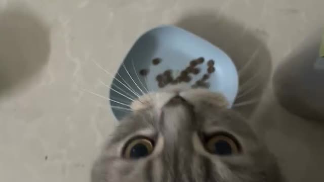 Look at the cat eating