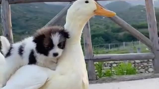 funny videos