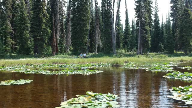 Lily Pad Pond