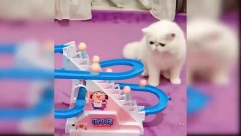 Tik Tok Dogs And Cats