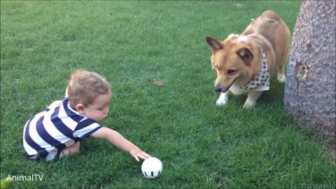 Corgi Compilation