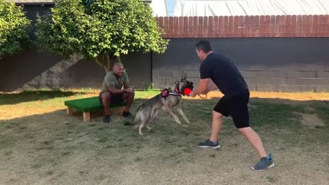 How to train your dog to bark on your command