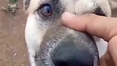 THIS DOG IS FUNNY