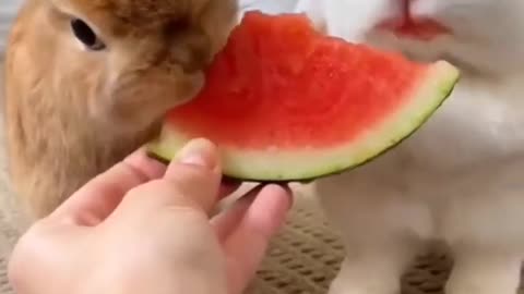 rabbit ate watermelon