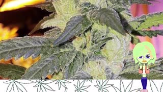 Temple Kush - Ethos Genetics