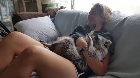 raccoon love for human | Love raccoon | adorable raccoon