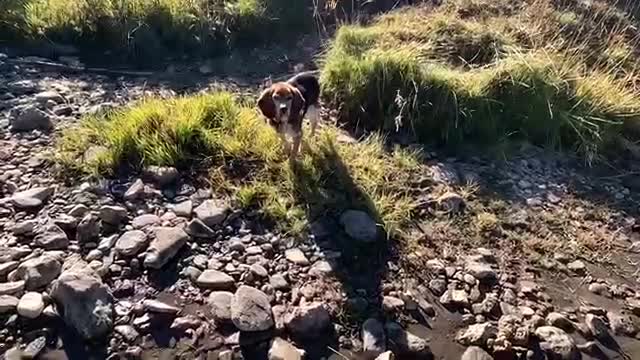 Cutthroat Trout at my feet