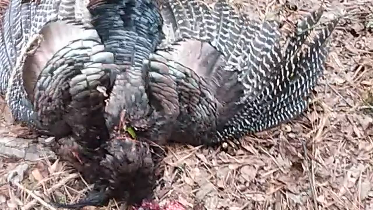 My opening day Gobbler in SC