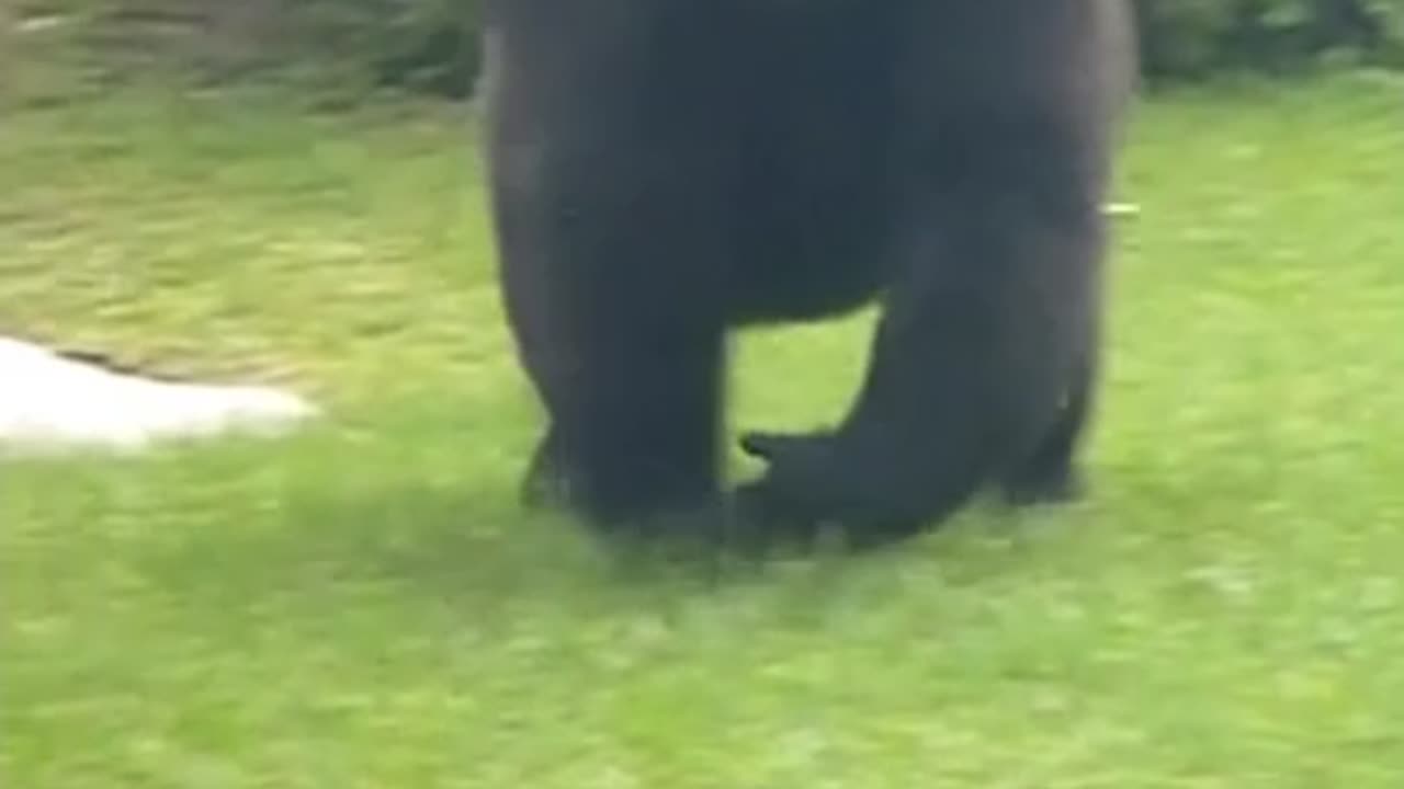 El Parque Zoológico de Miami, Fl 2012 - The Jungle Book - 2016 Main Theme