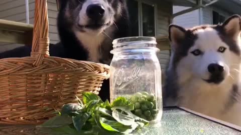 Pea Chomping Huskies