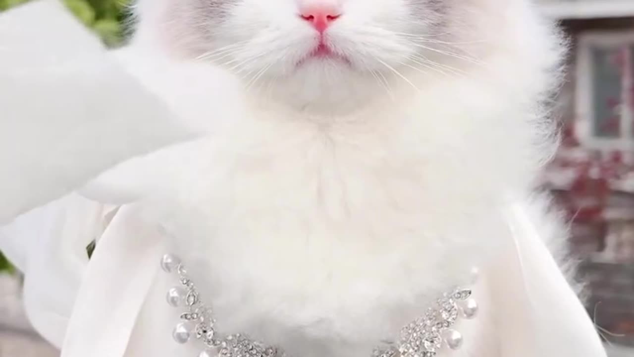 Cute princess cat 😺 looking gorgeous