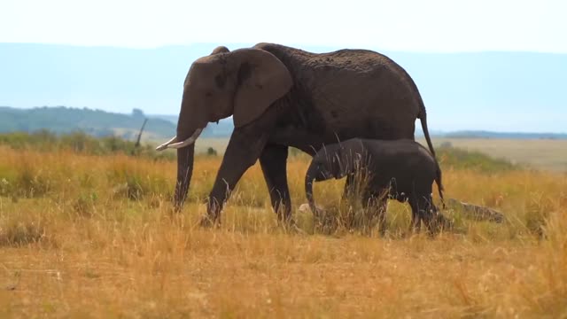 Animals in the wild