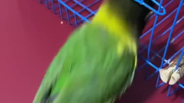 Intelligent Bird