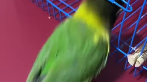 Intelligent Bird