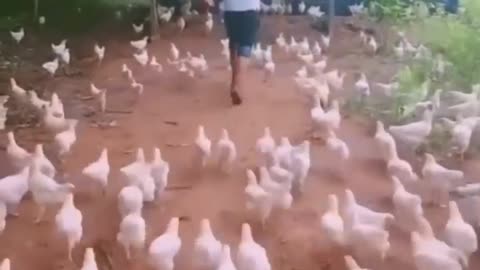 Funny Rooster