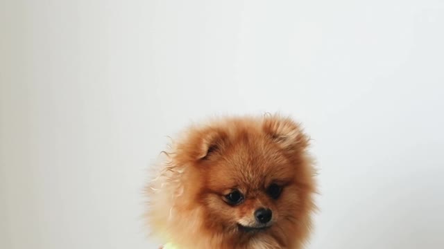 A dog that eats for fun😃