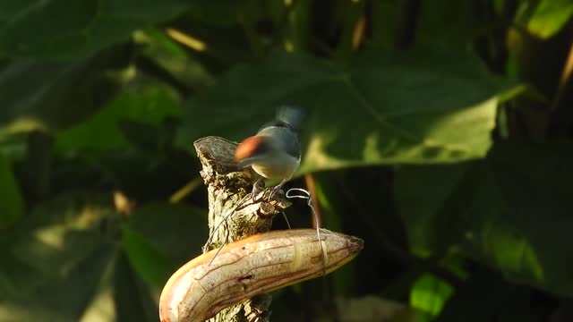 tit-bird-house-feed-feeding-place