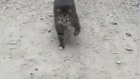 Cat video😺 funny cat army March😼🙀