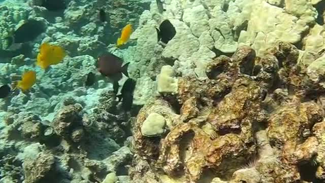 reef#justforfunenjoy