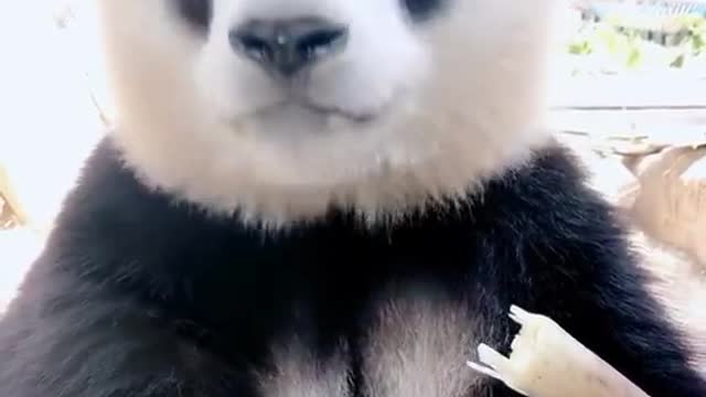 Lovely and Cute Little Snow Panda making hilarious sounds while eating.