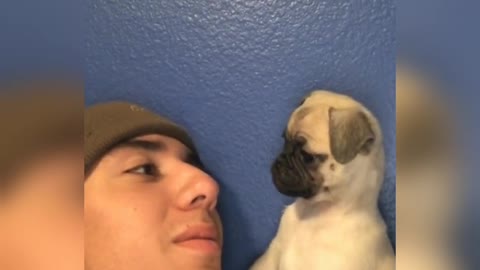 Pug the dog jokes with its funny owner