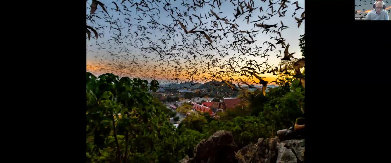 Are Bats Really to Blame for the COVID 19 Pandemic
