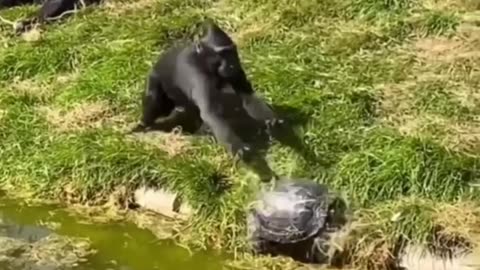 Funny Videos animals