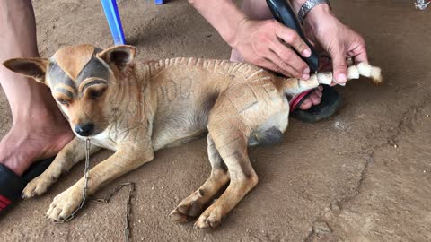 Guy Gives Dog Haircut