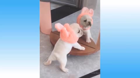 Pup freaks out after seeing his own in mirror