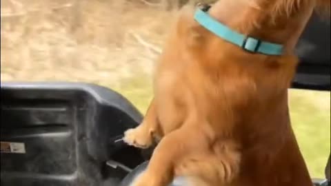 Funny -animals -video