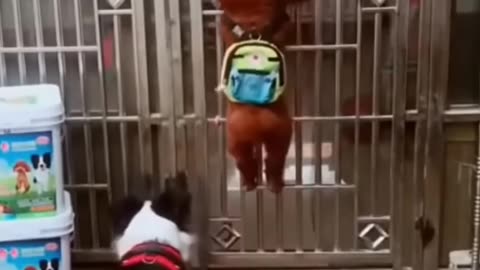 Funny dog video