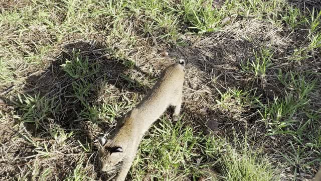 Close call with Florida Bobcat