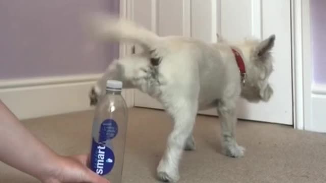 Bottle cap challenge - Louby the Westie