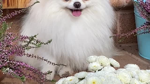 dog are you admiring flowers