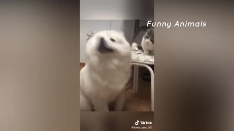 Funny Cat Videos that Will Make You Laugh