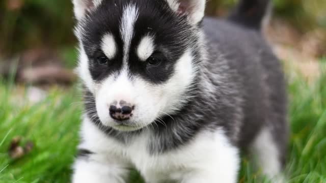 beautiful puppies instrumental