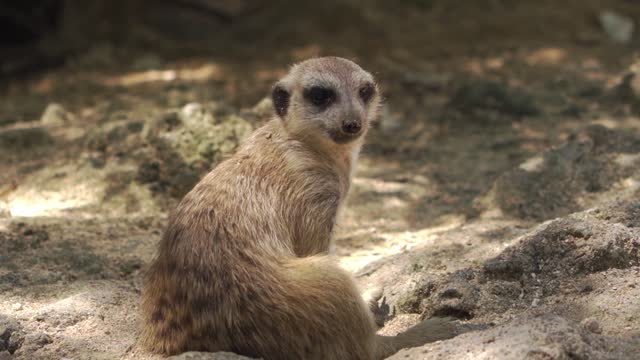 Meerkat in the jungle