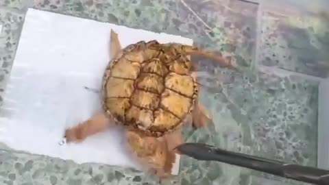 OMG BABY TURTLE