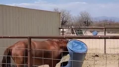 Hilarious Horses 🐴 - Funny Horse Videos 2021 😂 - Try Not To Laugh